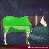 Horse Color:Amber Champagne Appaloosa 