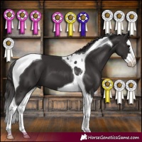 Horse Color:Smoky Black Splash Tobiano 