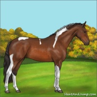Horse Color:Buckskin Tobiano