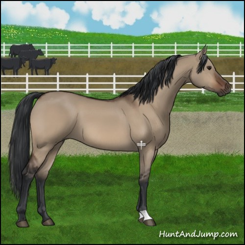 Horse Color:Brown Dun