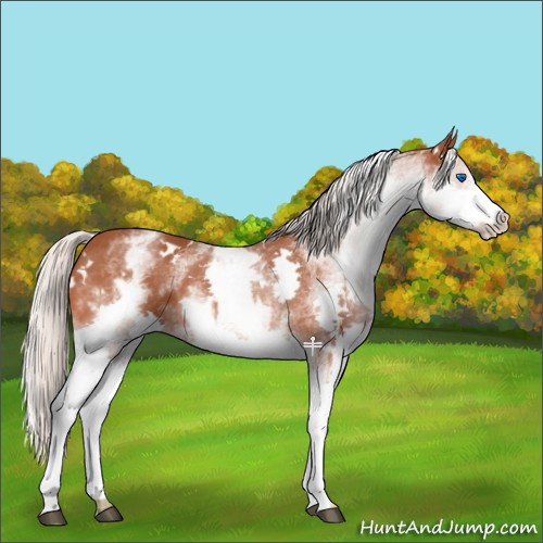 Horse Color:White Spotted Silver Bay Splash