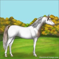 Horse Color:Red Dun Splash Tobiano Frame 