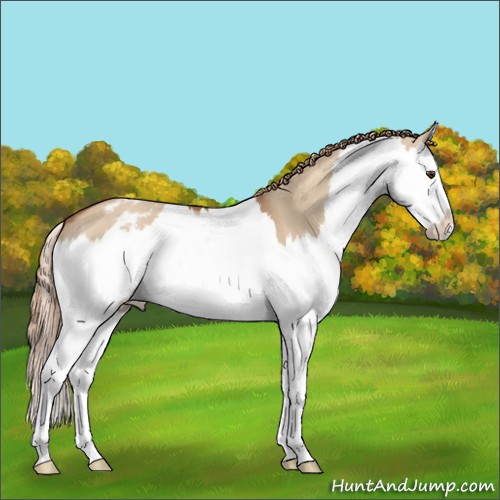 Horse Color:Red Dun Splash Appaloosa 