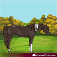 Horse Color:Liver Chestnut Tobiano 
