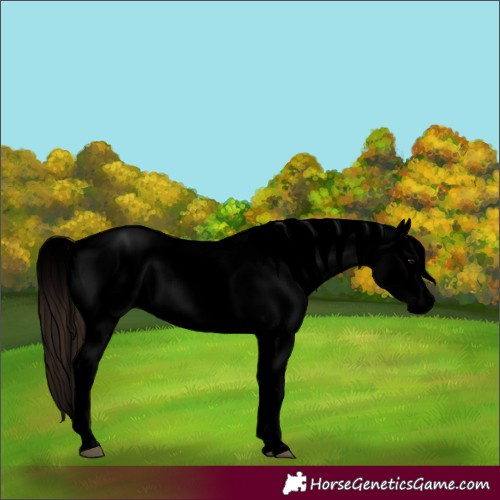 Horse Color:Void Brown Roan Dun Sabino Appaloosa