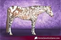 Horse Color:Bay Dun Appaloosa 