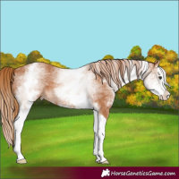 Horse Color:White Spotted Chestnut Splash
