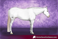 Horse Color:Liver Chestnut Appaloosa 