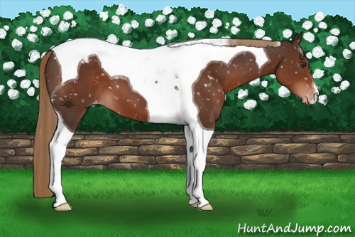 Horse Color:Liver Chestnut Tobiano Appaloosa 