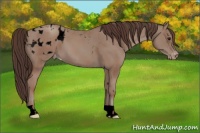 Horse Color:Void Classic Champagne Appaloosa and Void Classic Champagne Appaloosa