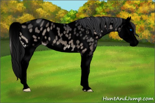 Horse Color:Void Blue Onyx Splash Appaloosa Rabicano