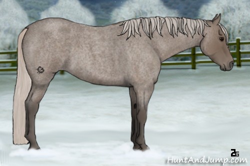 Horse Color:Silver Blue Roan 