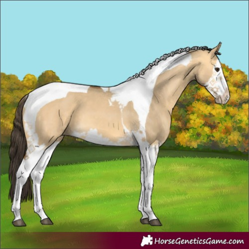 Horse Color:Buckskin Dun Splash Tobiano 