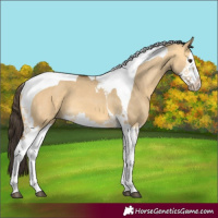 Horse Color:Buckskin Dun Splash Tobiano 