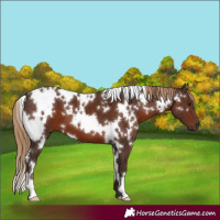 Horse Color:White Spotted Liver Chestnut 