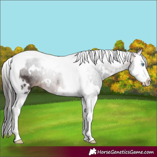 Horse Color:White Spotted Bay Splash Tobiano 