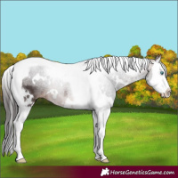 Horse Color:White Spotted Bay Splash Tobiano