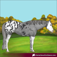 Horse Color:Black Splash Appaloosa