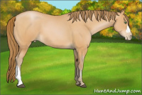 Horse Color:Bay Pearl 