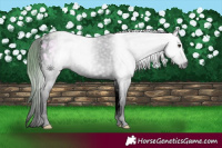 Horse Color:Gray Void Watercolor Red Onyx Splash Appaloosa 