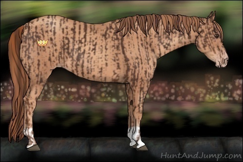 Horse Color:Liver Chestnut  and Gold Champagne 