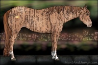Horse Color:Liver Chestnut  and Gold Champagne 