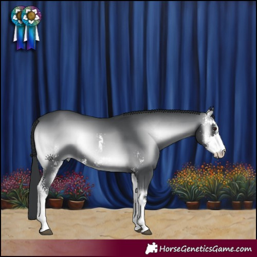 Horse Color:Blue Onyx Chinchilla Sabino 