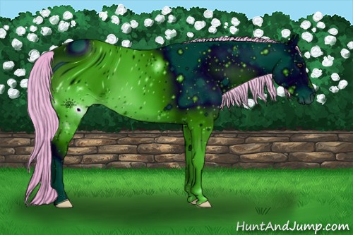 Horse Color:ERROR: UNKNOWN ANOMALY