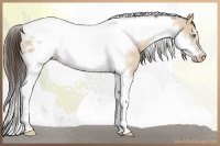 Horse Color:Amber Champagne Dun Tobiano Frame 