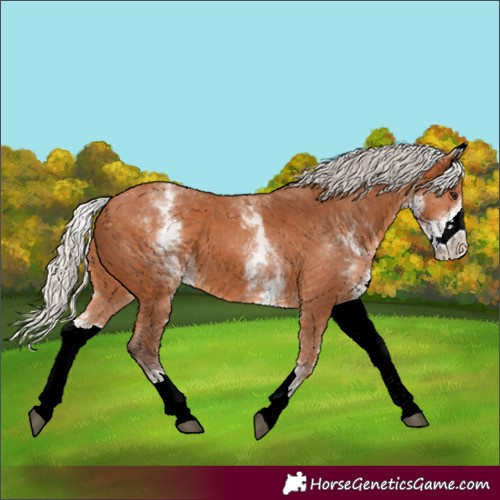 Horse Color:White Spotted Silver Bay 