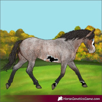 Horse Color:Brown Roan Frame 