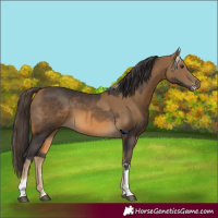 Horse Color:Chocolate Palomino  and Buckskin 