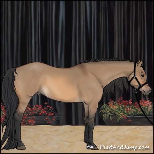 Horse Color:Bay Dun 
