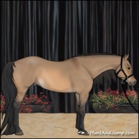 Horse Color:Bay Dun