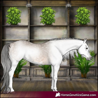 Horse Color:Gray White Spotted Bay Dun 