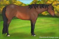 Horse Color:Bay 