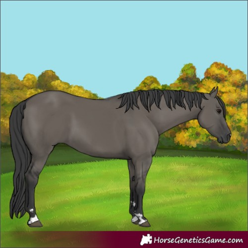 Horse Color:Grullo 