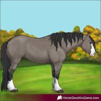 Horse Color:Grullo 