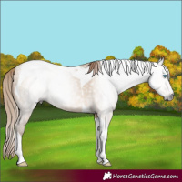 Horse Color:Gray Buckskin Pearl Tobiano 
