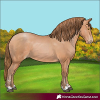 Horse Color:Bay Pearl 