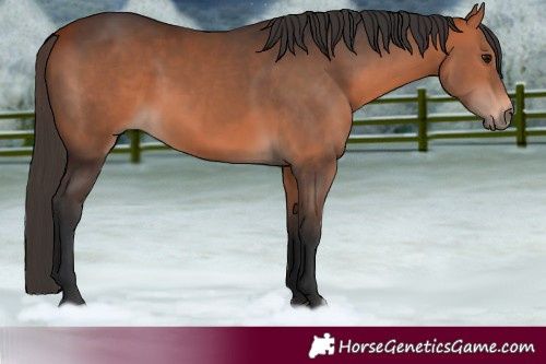 Horse Color:Bay 