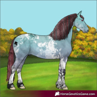 Horse Color:Painted Bay Chinchilla Dun Tobiano 