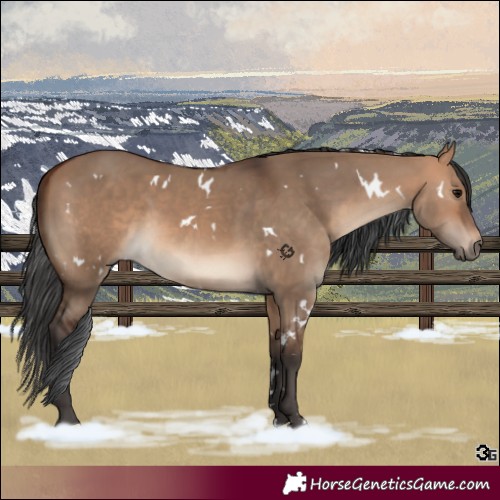 Horse Color:White Spotted Bay Dun 