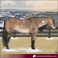 Horse Color:White Spotted Bay Dun 