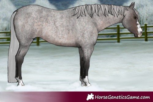 Horse Color:Platinum Silver Brown Roan 