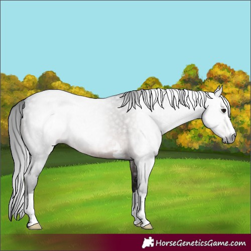 Horse Color:Gray Platinum Brown 