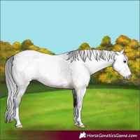 Horse Color:Gray Platinum Brown 