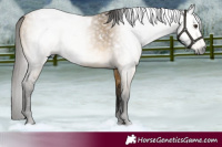 Horse Color:Gray White Spotted Buckskin Dun Rabicano Brindle 