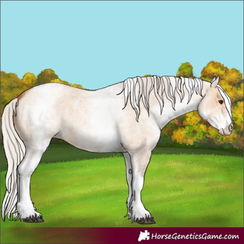 Horse Color:White Spotted Silver Bay Roan Dun 