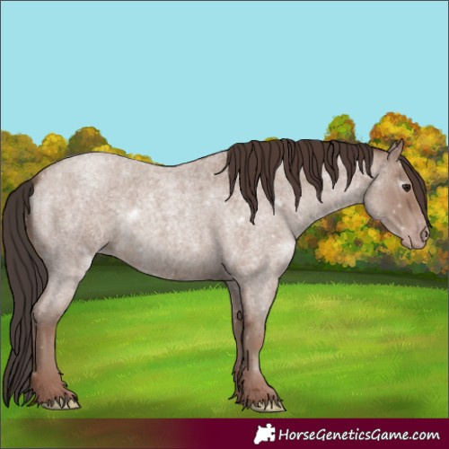 Horse Color:Classic Champagne Roan 